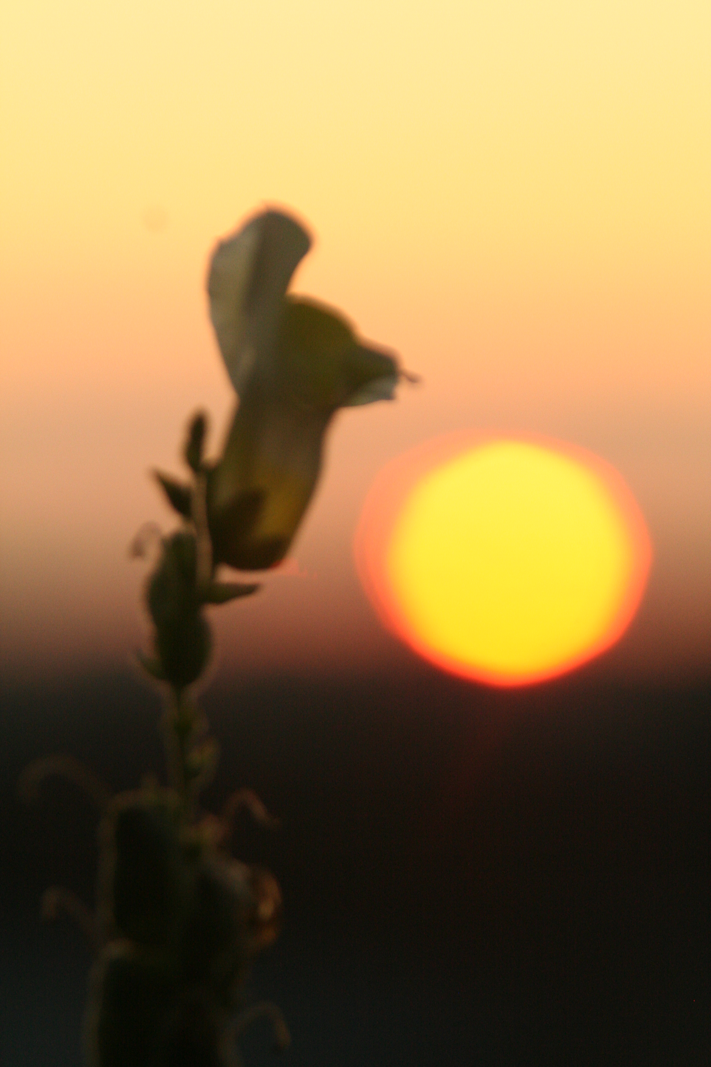 Sonnenuntergang mit Blume